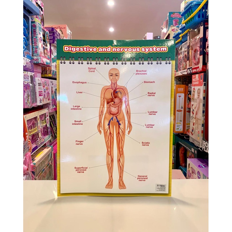 Educational Chart Nervous System FTS32774