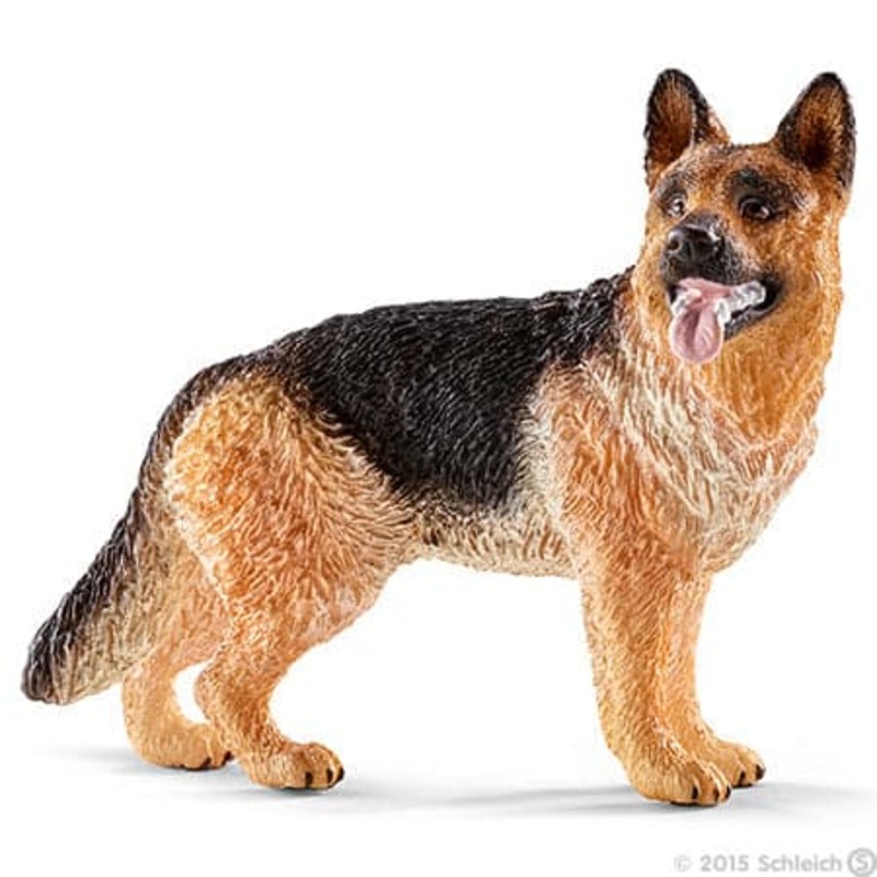 German Shephard