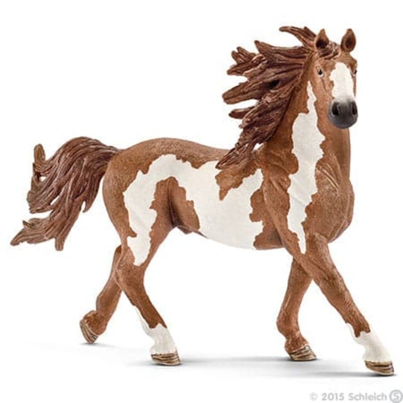 Pinto Stallion