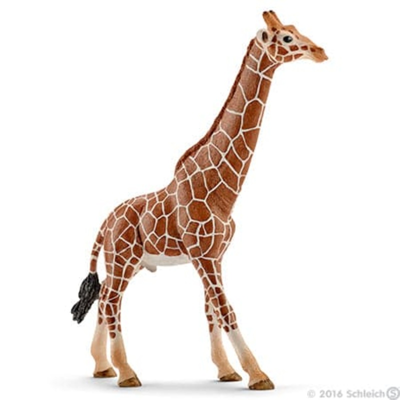 Giraffe, Male