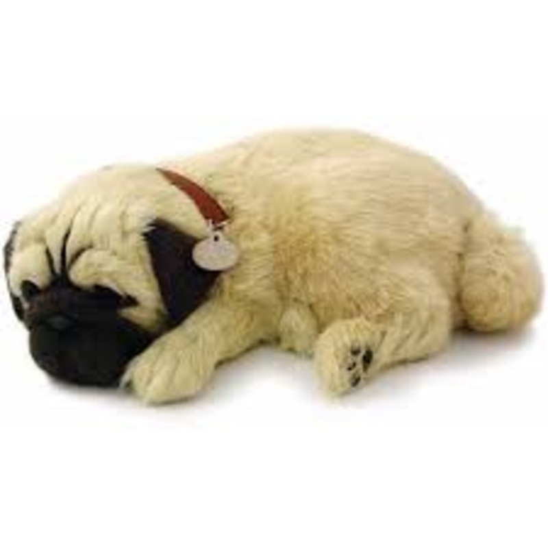 Perfect Petzzz Pug