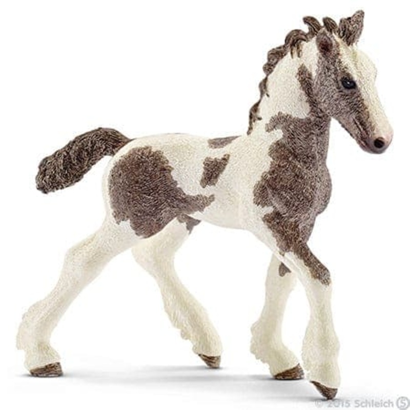 Tinker Foal