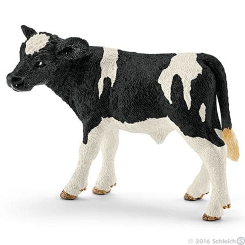 Holstein Calf