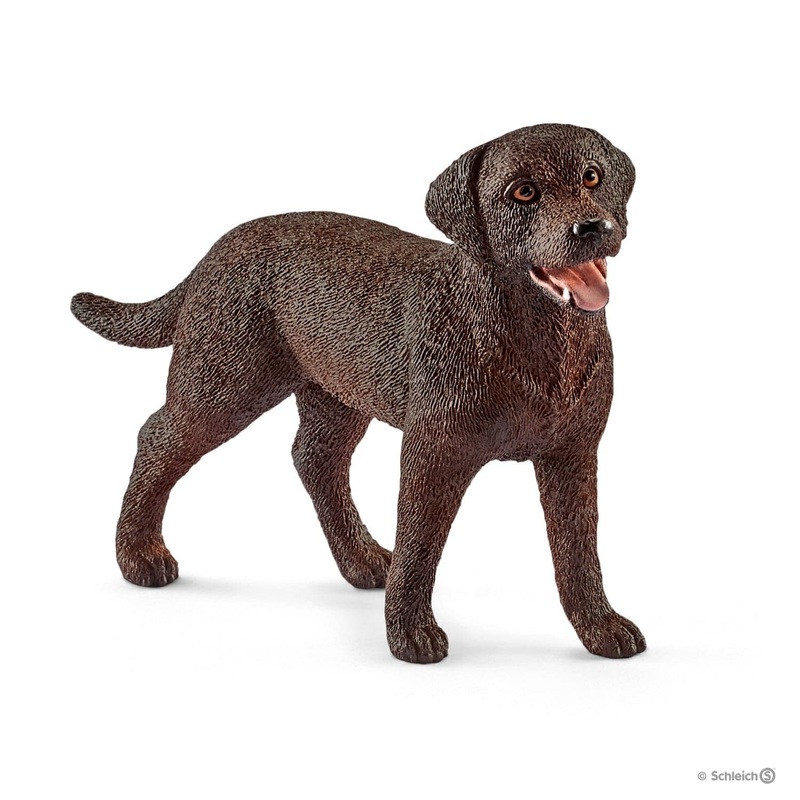 Labrador Retriever, Female