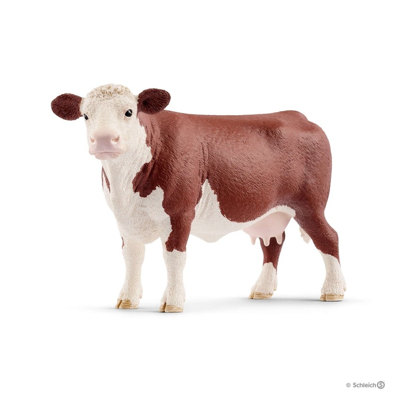 Hereford Cow