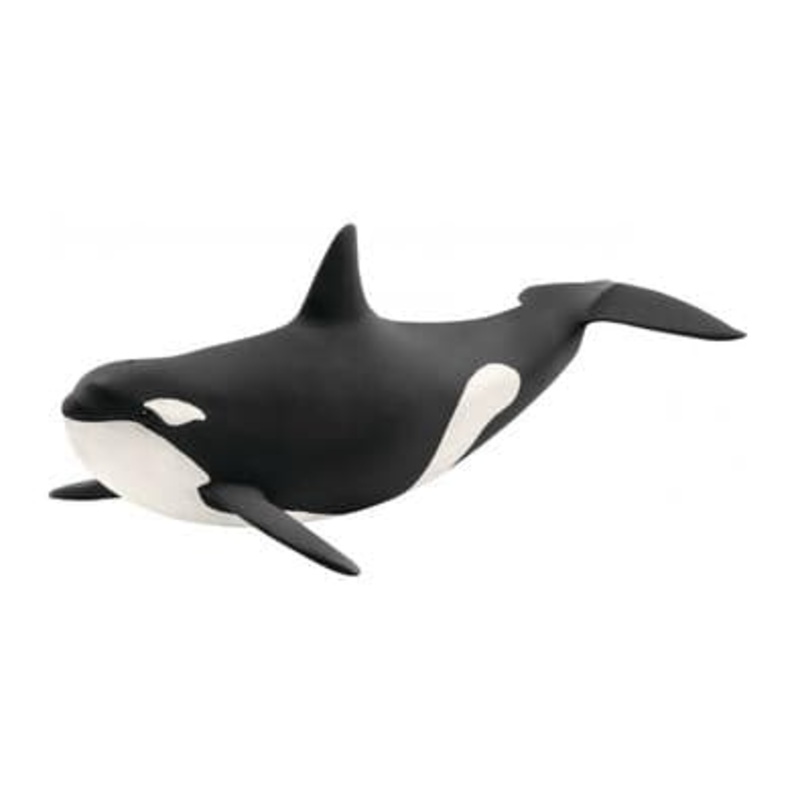 Killer Whale