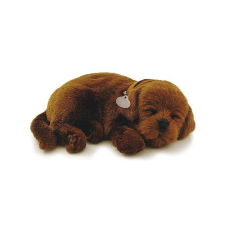 Perfect Petzzz Chocolate Lab
