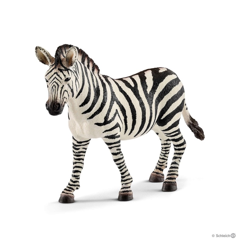 Zebra, Female