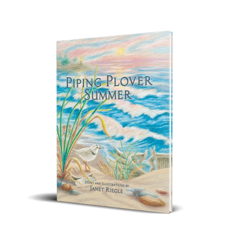 Piping Plover Summer