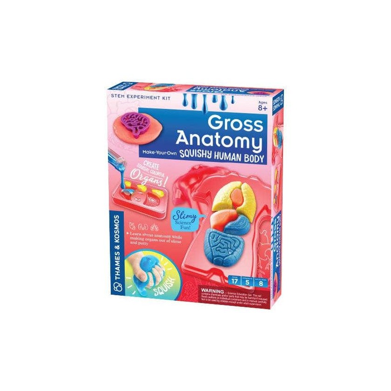 Gross Anatomy: Make-Your-Own Squishy Human Body