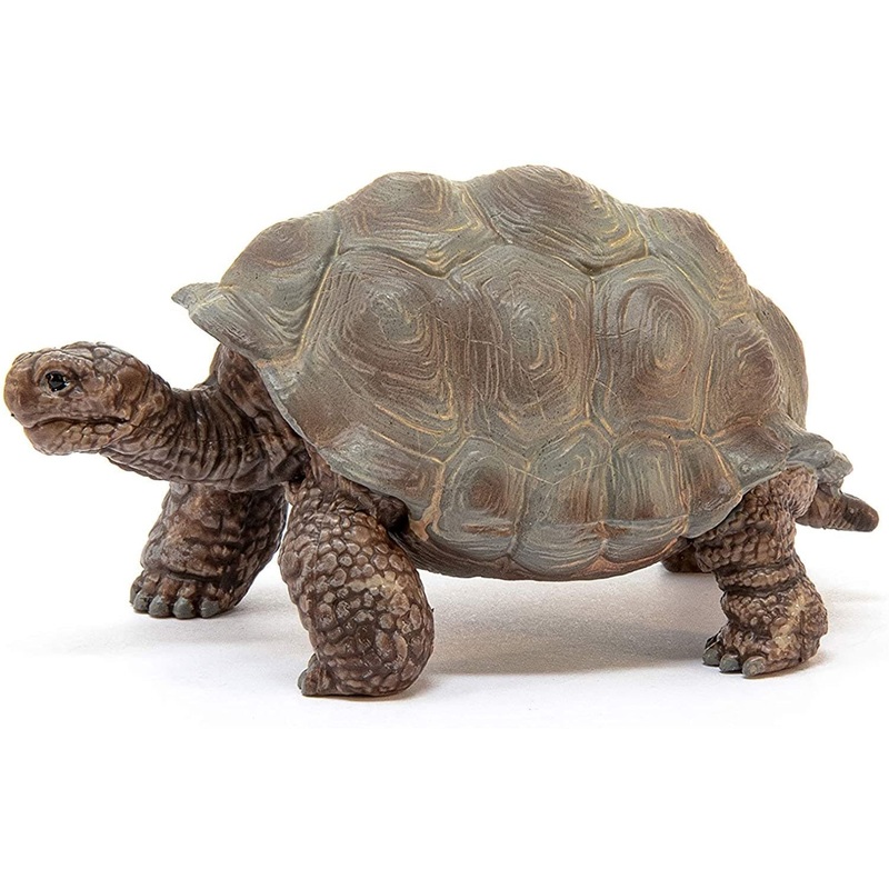 Giant Tortoise