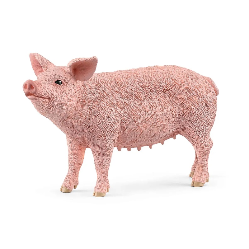 Domestic Pig