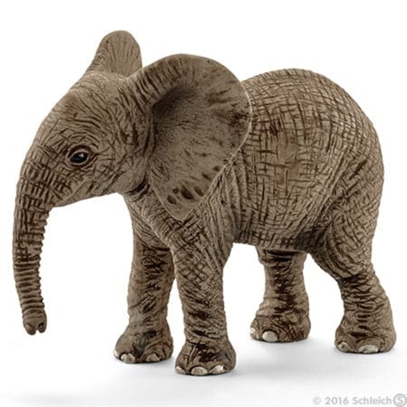African Elephant Calf