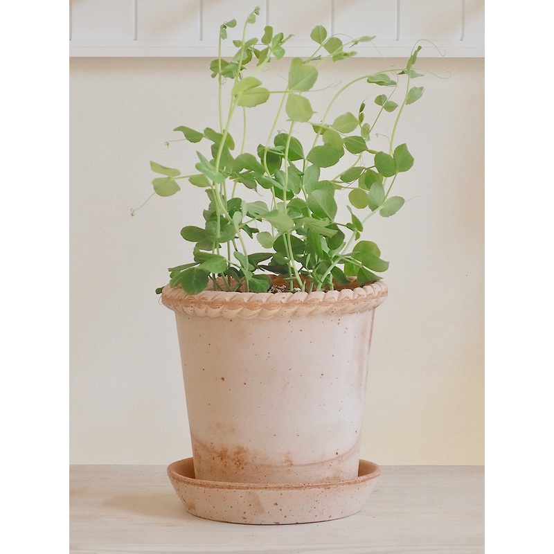 Emilia Pot