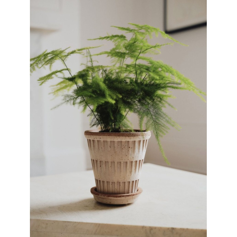 Pantheon Pot