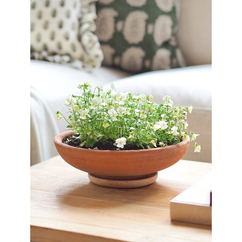Ada Low Pot 30cm / 11