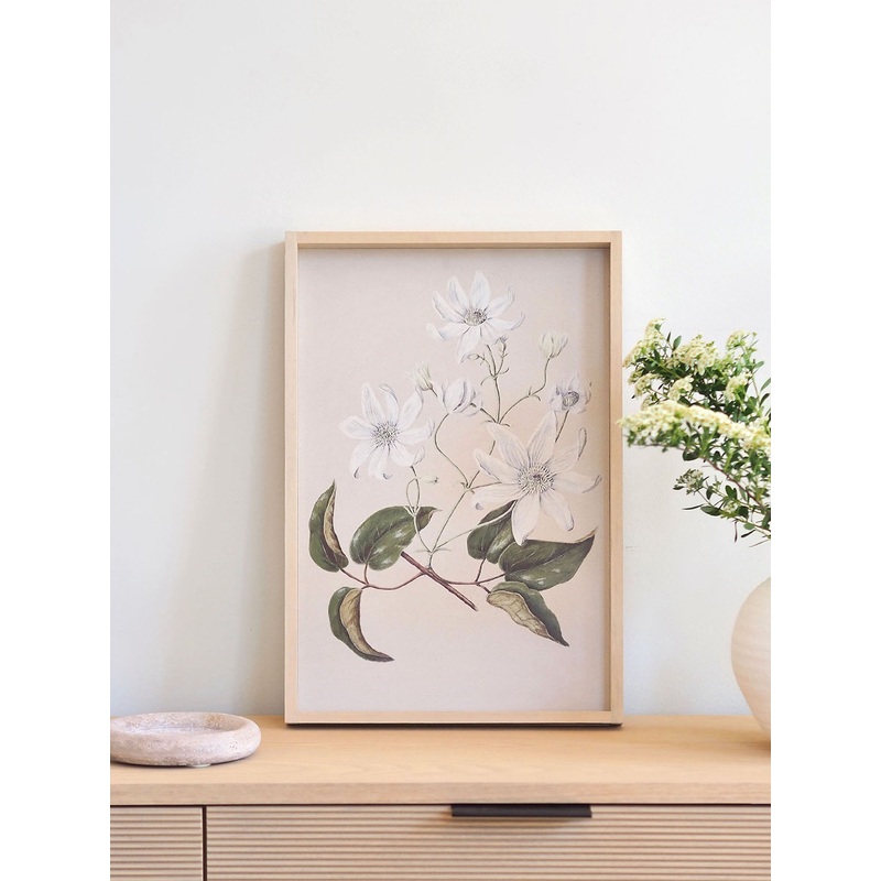 Clematis Framed Print 19×13