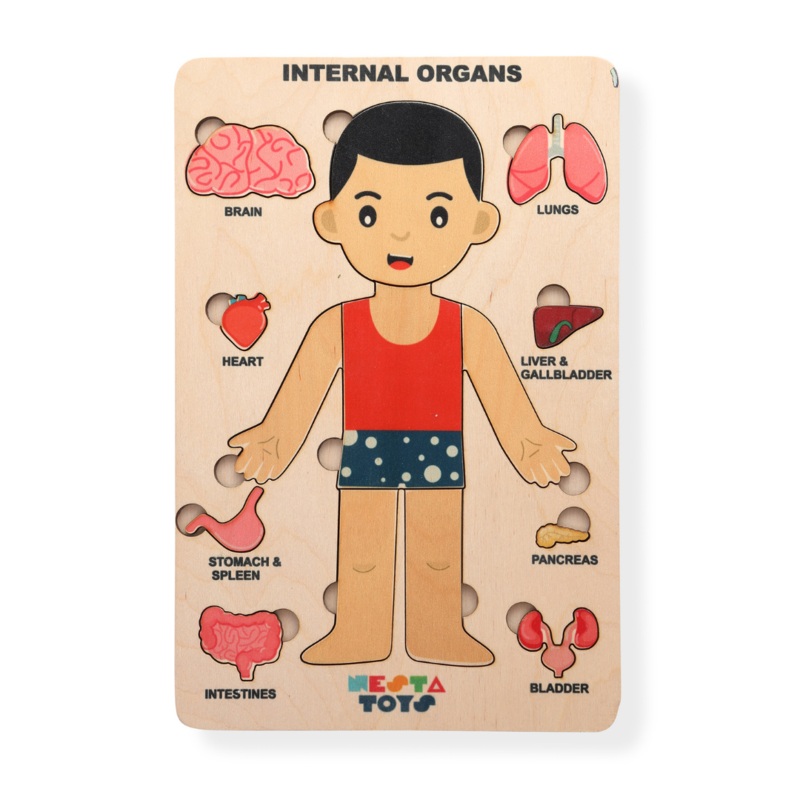 Nesta Toys – Human Anatomy | Internal Organs Puzzle