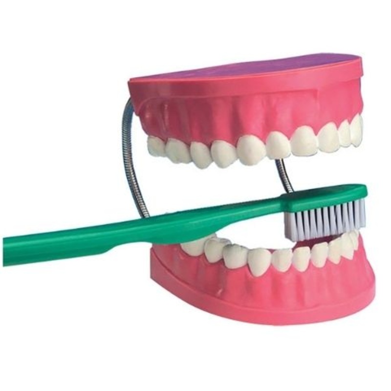Dental Care Model