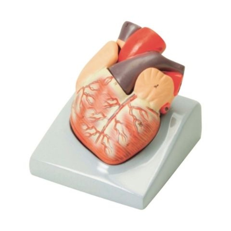 Heart Model – 2 Parts