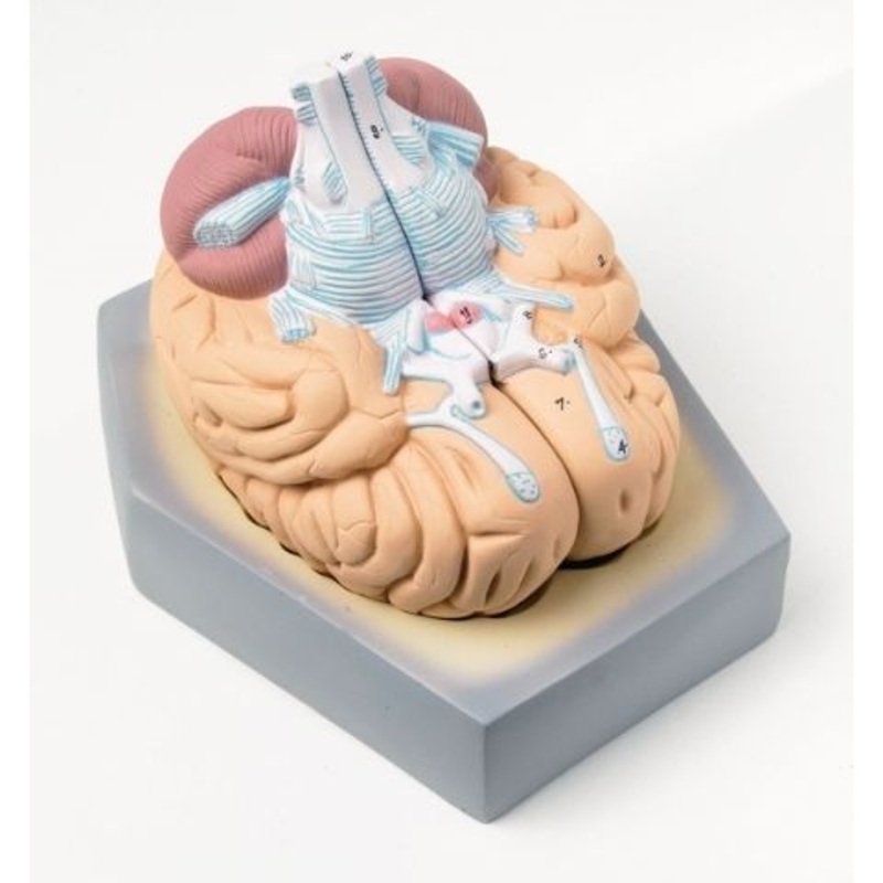 Human Brain Model – 2 Part